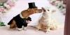 Wedding planner per animali